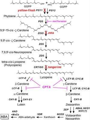 Perturbations in the Carotenoid Biosynthesis Pathway in Tomato Fruit Reactivate the Leaf-Specific Phytoene Synthase 2
